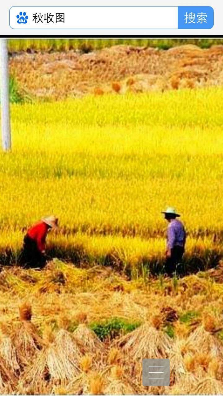 金秋场景如图画, 喜庆丰年粮满屋. 北山张前平 2018年8月7日发表