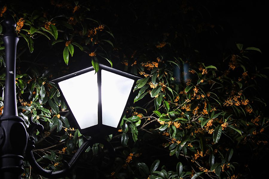 秋夜暗香扑鼻来,灯影侧畔桂花开 达州摄影 凤凰山下 powered by