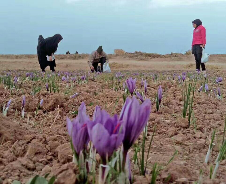 伊朗藏红花18年头茬花两到三天到国内量大的过来谈价