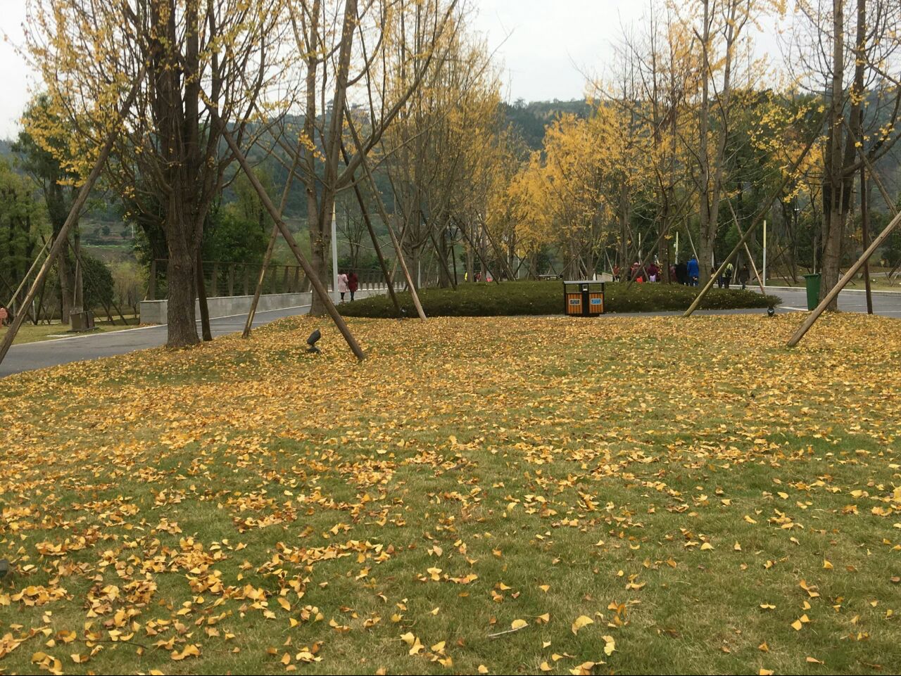 建议将银杏评为达州"市树,因为它美得不要不要的