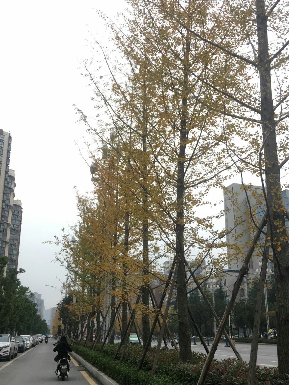 建议将银杏评为达州"市树,因为它美得不要不要的