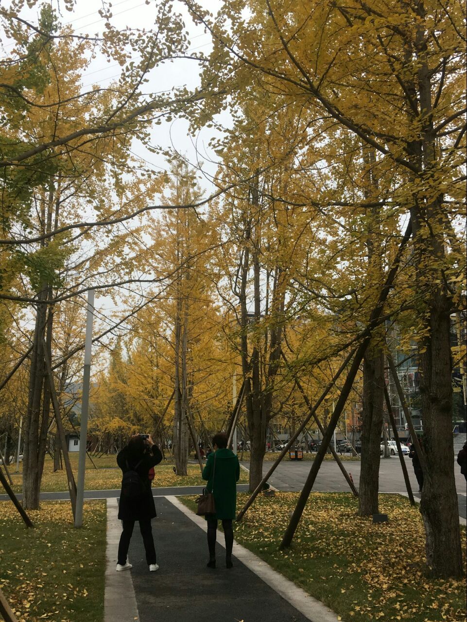 建议将银杏评为达州"市树,因为它美得不要不要的 今日达州 凤凰