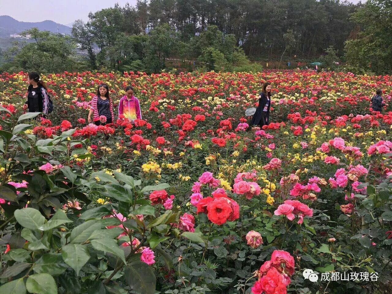 【特大集结号】达州成都山玫瑰谷花海芳香文化艺术节欢迎您!