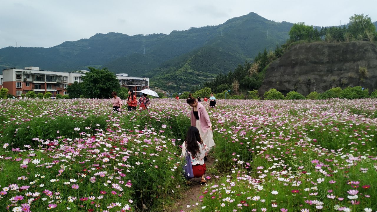 达州新出现的网红地:文理学院后花园!