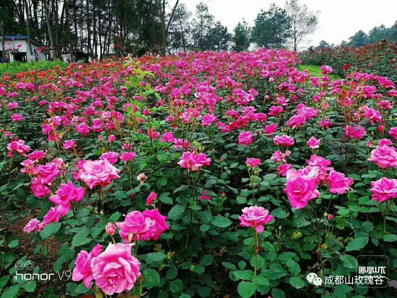 达州河市镇成都山玫瑰谷花海4月20日玫瑰花绽放