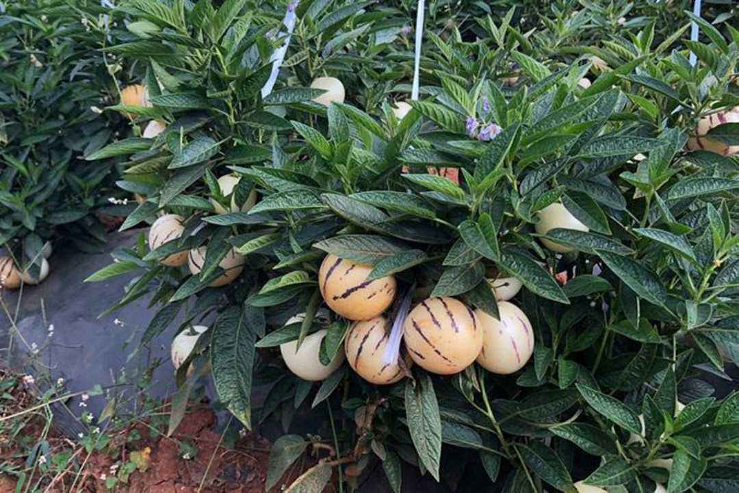 人参果你们吃过了没,便宜啦29.9起