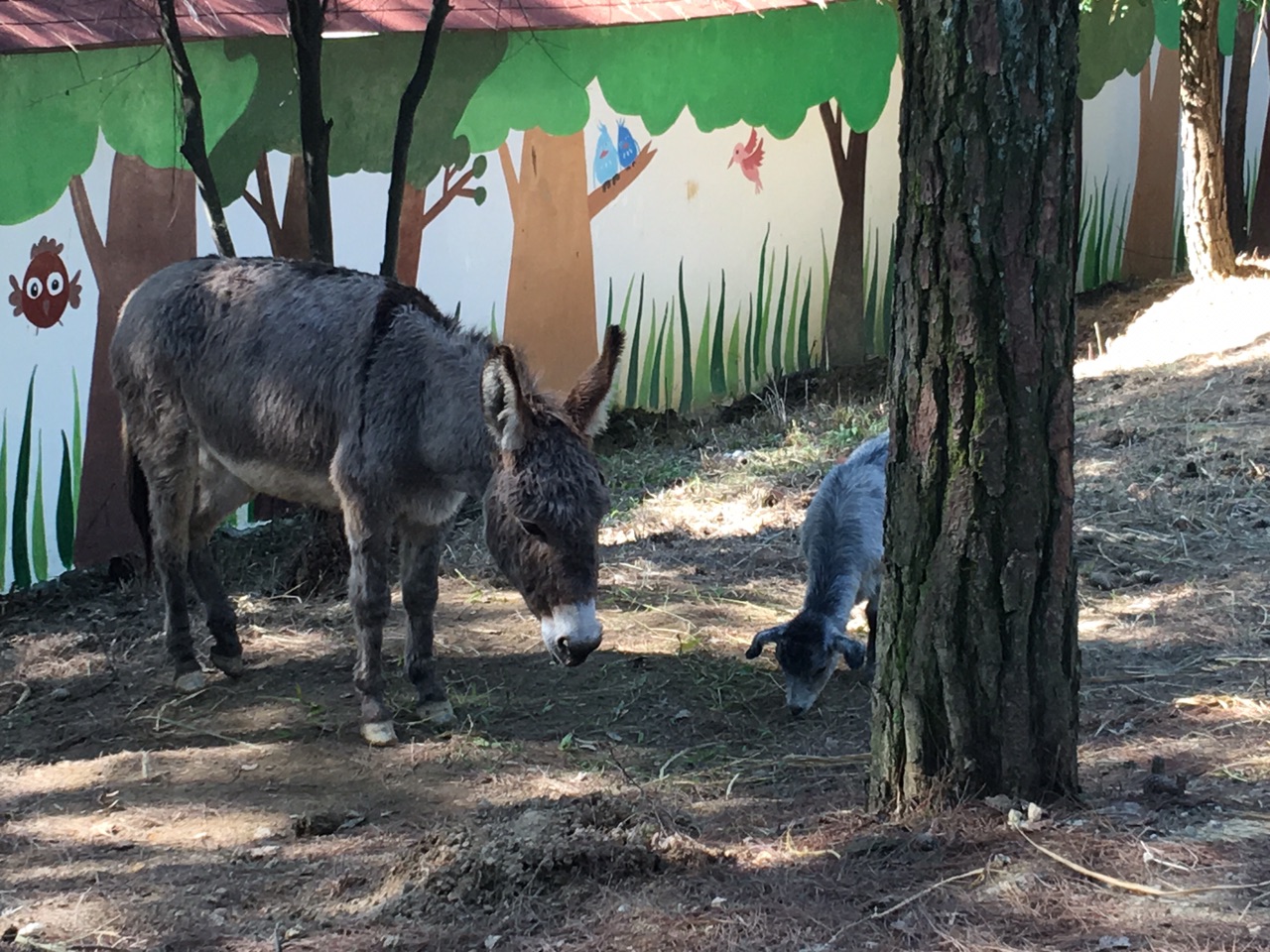 参观金石云顶野生动物园