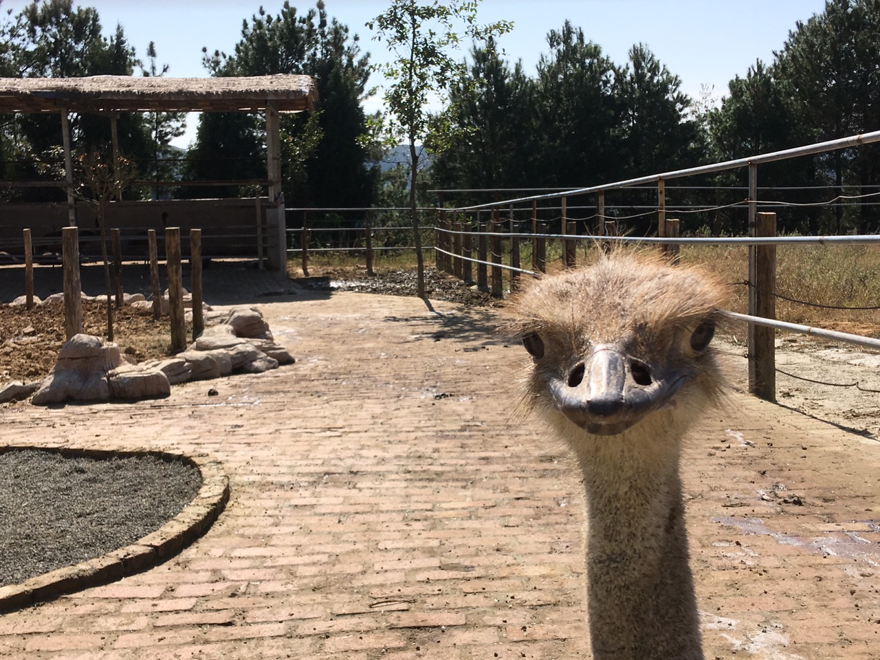 金石云顶野生动物园