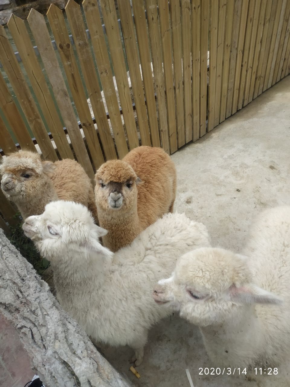 野生動物園 - 今日達州 - 鳳凰山下 - powered by discuz!