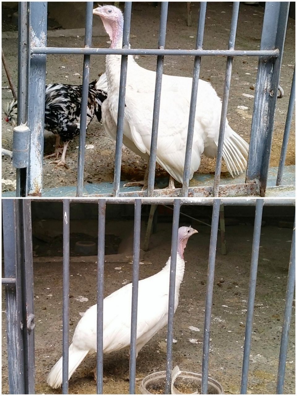 地点在凤凰山的半腰,第一次开始进入达州动物园开逛