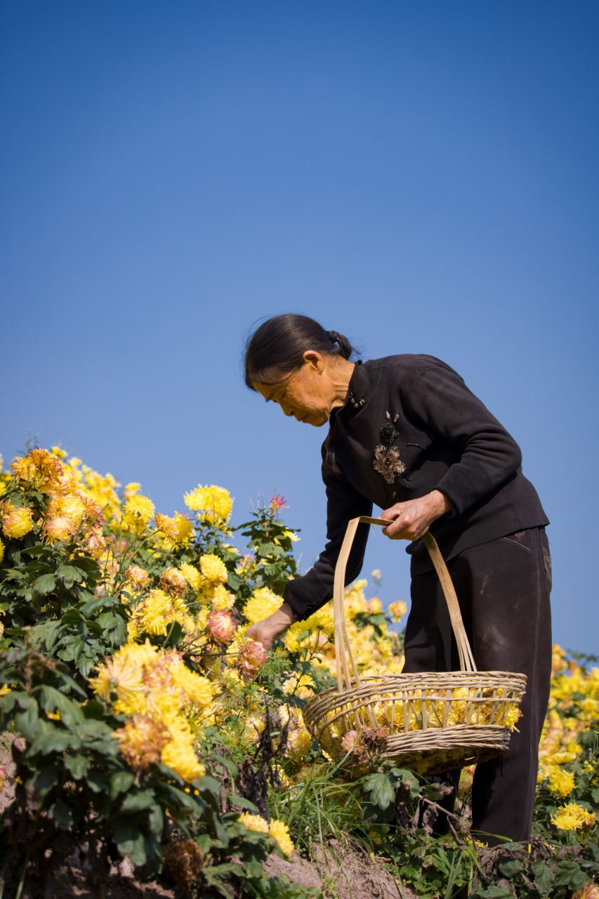 采菊东篱下,悠然见金黄